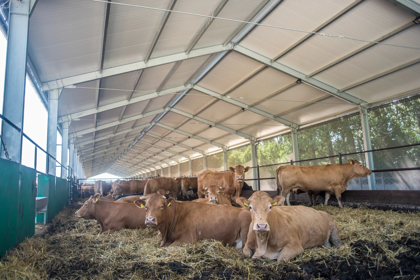 Hale pentru bovine: Solutii moderne pentru fermele agricole